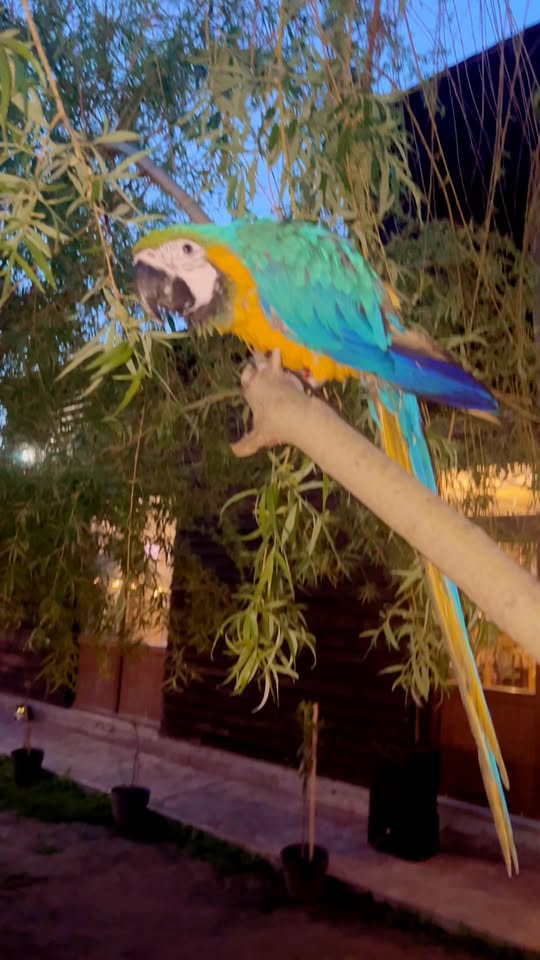 Papagalul de la Pod Popas